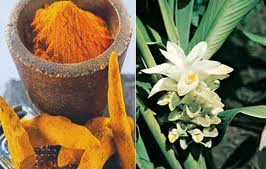 زردچوبه - گیاهان دارویی